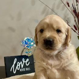 Mira - Golden female Golden Retriever puppy in Doniphan, Missouri from Stockford’s Golden Retrievers