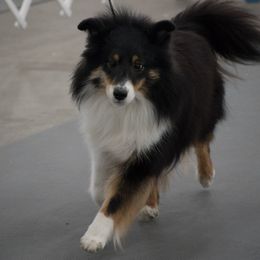 Amy - Shetland Sheepdog