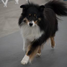 Amy - Shetland Sheepdog