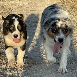 Australian Shepherds and French Bulldogs from Golden Oak Gypsy