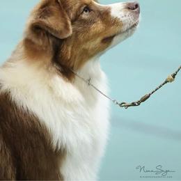 Australian Shepherd All Grown Up from Glenlake Australian Shepherds