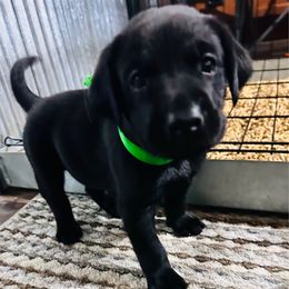 Green collar - Black male Labrador Retriever puppy in Decatur, Indiana from Golden Bundles