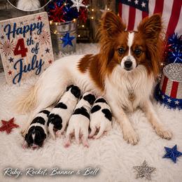 Rocket - White and sable male Papillon puppy in Coatesville, Indiana from Wendy’s Wings