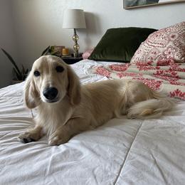 Teddy - Dachshund