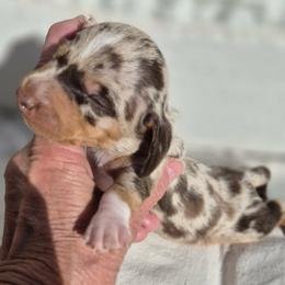 Dachshund Puppies from The Dachshund Den