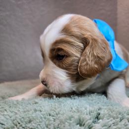 Apollo - Blenheim male Cavapoo puppy in Roseville, California from Heavenly Goldendoodles