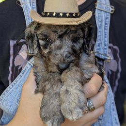 Brown collar - Merle female Goldendoodle puppy in Olympia, Washington from Sinclairdoodles