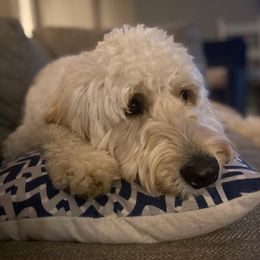 Elsie - Goldendoodle