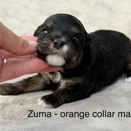 Zuma - orange collar - Tri-color male Cavapoo puppy in Colorado Springs, Colorado from Shining Star Doodles