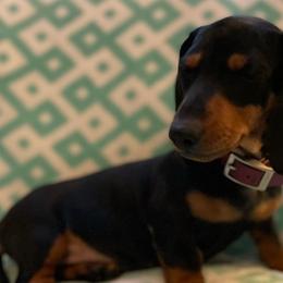Dachshunds from Southern Sky Dachshunds