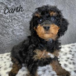 Darth - Black and tan male Cavapoo puppy in Eau Claire, Wisconsin from Fisher River Doodle's