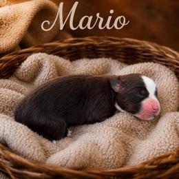 Mario - Red tri-color male Australian Shepherd puppy in Tyner, Kentucky from Lil’ Town Aussies