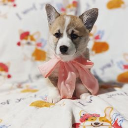 Pembroke Welsh Corgi Puppies from Sunny-Side Corgis