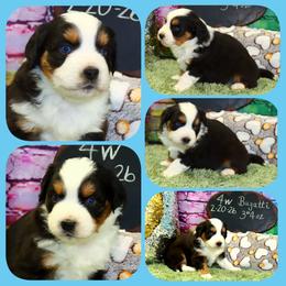 Bugatti - Black tri male Toy Australian Shepherd puppy in Levelland, Texas from Once Upon a Time Aussies