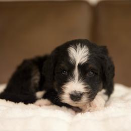 Eloise (Green) - Tri-color female Bernedoodle puppy in Queen Creek, Arizona from Dulcito Doodles