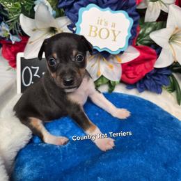 Spruce - Black tan and white male Rat Terrier puppy in Brookfield, Missouri from Country Rat Terriers