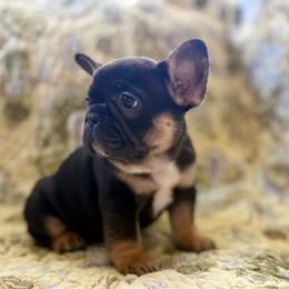 Bliss - Black and tan female French Bulldog puppy in Greeley, Colorado from Mandy Moon French Bulldogs