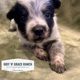 Porthos - Blue mottled male Australian Cattle Dog puppy in Atwood, Kansas from Grit ‘n’ Grace Ranch