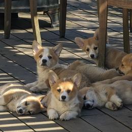 Flamenco - Pembroke Welsh Corgi puppy in Arcata, California from Woofgang Pembroke Welsh Corgis