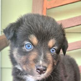 Rosamond  (Rosie) - Black tri-color female Australian Shepherd puppy in Bastrop, Texas from Triple J Aussie Ranch
