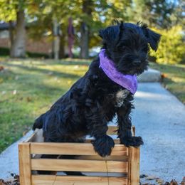 Ember - Black female Miniature Schnauzer puppy in Dickson, Tennessee from Surely Blessed Mini Schnauzers