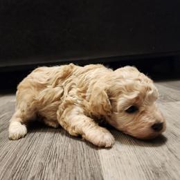 Ruby Cream - Cream female Poodle puppy in Norman, Indiana from Wendy's Poodles