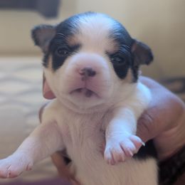 Jinx - Sporty Mix puppy in Glen Burnie, Maryland from Dauntless Chihuahuas
