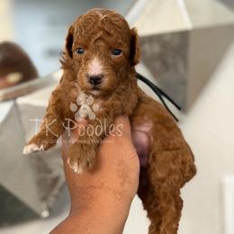 Pumbaa - Red  male Poodle puppy in Belleville, New Jersey from TK Poodles