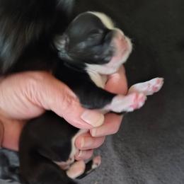 Independence - Indy - Black and white male Shih Tzu puppy in Palmyra, New York from Karen's Tzus of Palmyra-Macedon