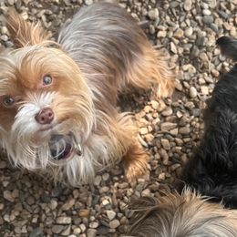 Yorkshire Terriers from Forest Yorkies