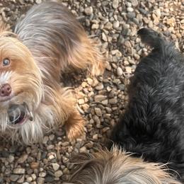 Yorkshire Terriers from Forest Yorkies