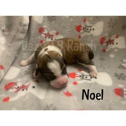 Boy 3 - Aussiedoodle puppy in Tonopah, Arizona from Lazy T9 Ranch