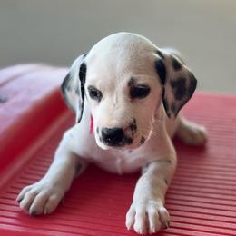 Pink collar LUA Female - White and black female Dalmatian puppy in Hawkins, Texas from Snow Dalmatians