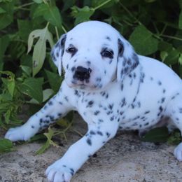 Dalmatian Puppies from Dazzling Dalz