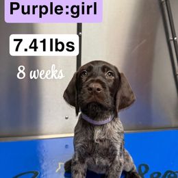 Girl 3 Light Purple - Liver and white female German Wirehaired Pointer puppy in Harrisville, Pennsylvania from Black Creek GWP