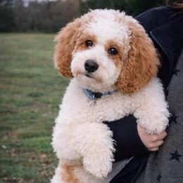 Everest - Goldendoodle