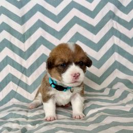 Betsy - Fawn female Pembroke Welsh Corgi puppy in Norman, Oklahoma from Charm Farm Corgis