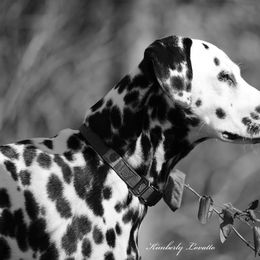 Basset Hound and Dalmatian Puppies from Lazy B Bassets and Dalmatians