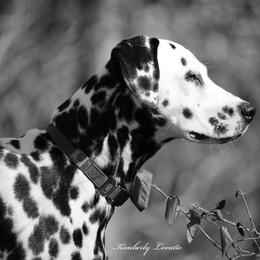 Basset Hound and Dalmatian Puppies from Lazy B Bassets and Dalmatians