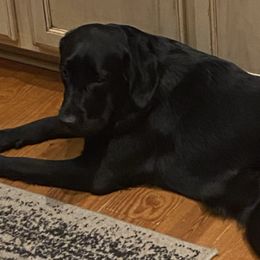 Labrador Retrievers from Iron Lion Labradors