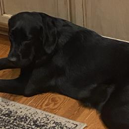 Labrador Retrievers from Iron Lion Labradors