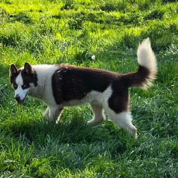 Kona Bear - Siberian Husky