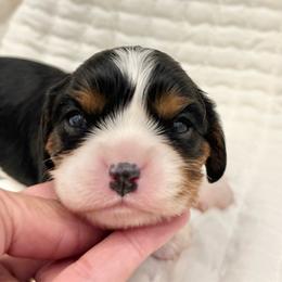Arabella - Tri-color female Cavalier King Charles Spaniel puppy in Draper, Utah from Peaks Pups — Exceptional by Nature. Raised with Purpose.
