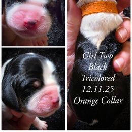 Girl 2 - Black white and tan female English Springer Spaniel puppy in Silverdale, Washington from TimberVale Springers