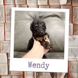 Wendy - Merle female Labradoodle puppy in Kingman, Arizona from The Dood Ranch