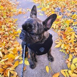 Freya - French Bulldog