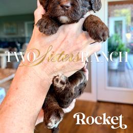 Rocket - male Newfypoo puppy in Jackson, Missouri from Two Sisters Ranch, LLC