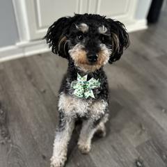 Echo - Aussiedoodle