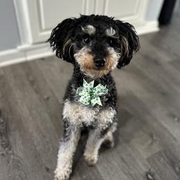 Echo - Aussiedoodle