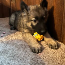 Male #3 - Sable German Shepherd puppy in Salisbury Ctr, New York from Harris German Shepherds